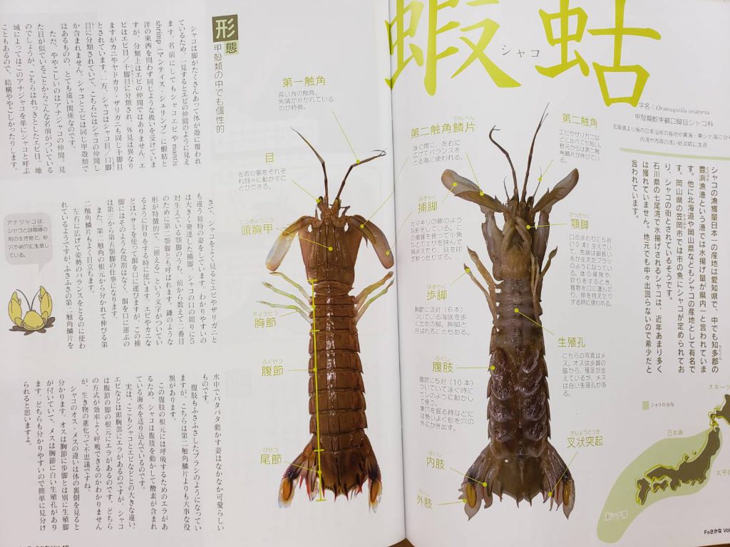 ましゃこ様 スリーピングドール確認ページ Www Vetrepro Fr