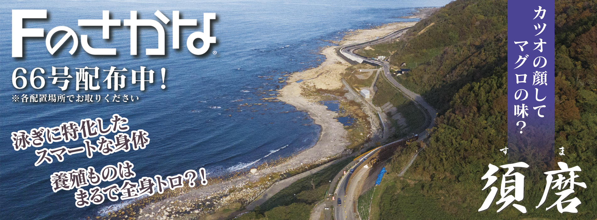 Fのさかな65号カンパチ配布中！
