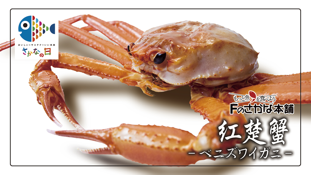 カニページ 夏を彩る蟹の女王「ベニズワイガニ」／さかなの日 | Fのさかな web