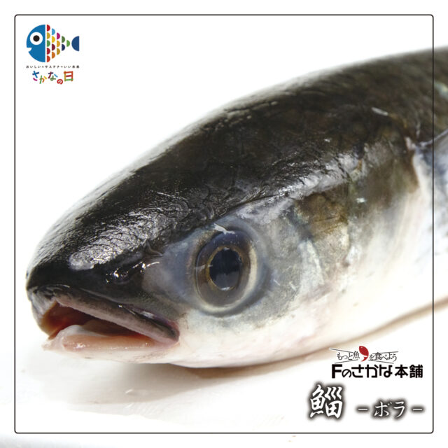 Fのさかな web | 日本のさかな文化と逸品を、能登からせかいへ発信する